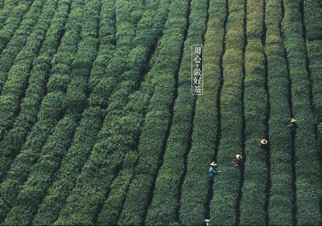 如何掘金500億新茶飲市場，打造一杯有故事的黑龍茶？