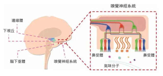 讓消費(fèi)者欲罷不能的氣味營(yíng)銷，餐飲人該如何實(shí)現(xiàn)？ | 餐見