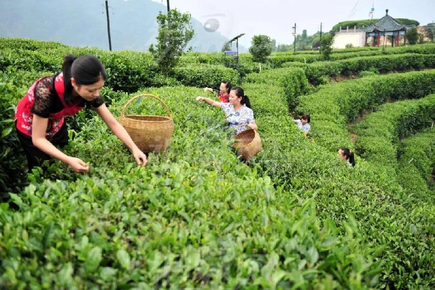 以產(chǎn)品或空間打底來(lái)售賣(mài)生活方式，這才是井噴的新茶飲品牌的歸路？