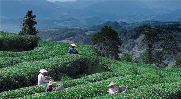 奢配180斤茉莉花，檸季讓香氣沉浸至最后一口
