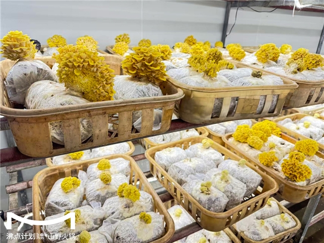 沸點計劃發(fā)布“山海供應鏈”戰(zhàn)略：投建十大生態(tài)基地，護航萬店擴張